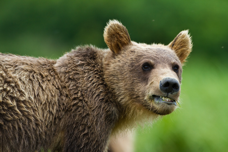 Grizzly Bear Cub